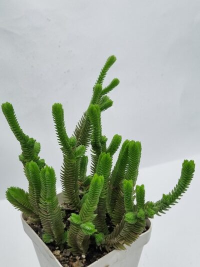 Crassula muscosa Big Form - Зображення 3