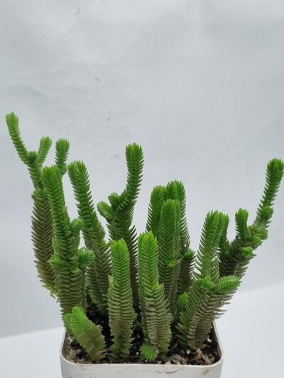Crassula muscosa Big Form