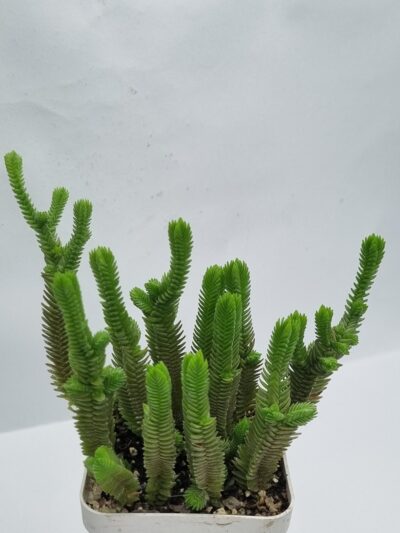 Crassula muscosa Big Form - Зображення 2