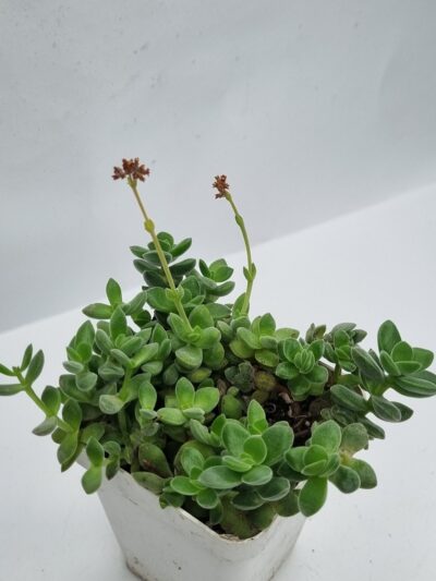 Crassula Ernestii - Зображення 2