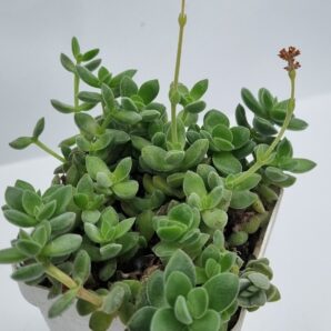 Crassula Ernestii