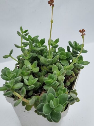 Crassula Ernestii
