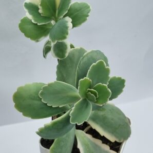 Kalanchoe Fedtschenkoi var