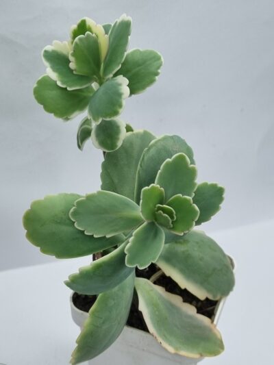 Kalanchoe Fedtschenkoi var