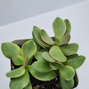 Crassula nudicaule variegata