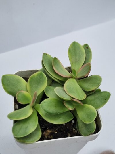 Crassula nudicaule variegata