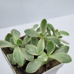 Crassula nudicaule variegata
