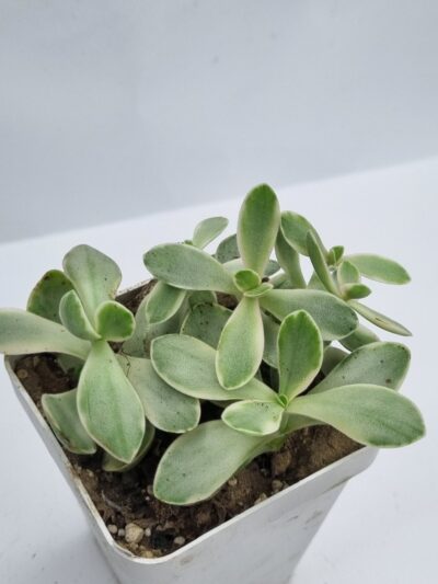 Crassula nudicaule variegata
