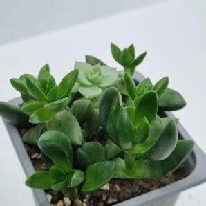 Crassula Capitella Ben