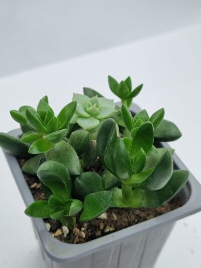 Crassula Capitella Ben
