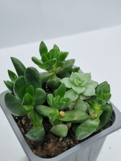 Crassula Capitella Ben - Зображення 2