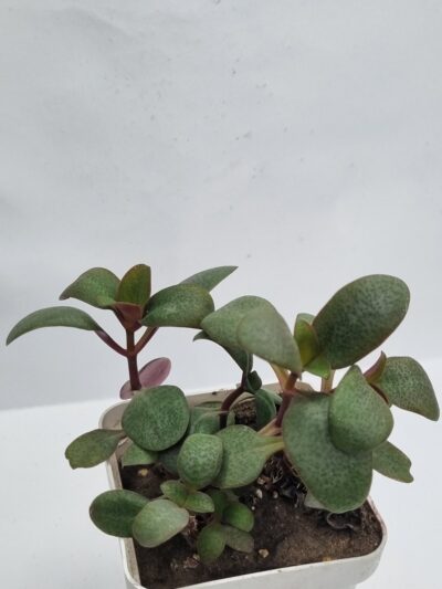 Crassula Multicava - Зображення 2