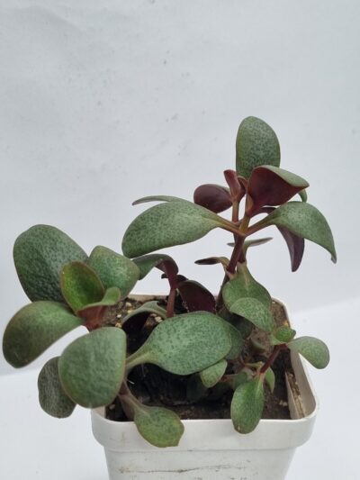 Crassula Multicava