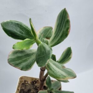 Crassula ovata Tricolor Super white