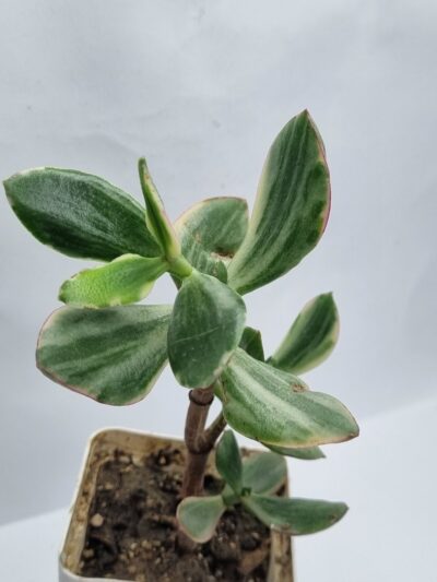 Crassula ovata Tricolor Super white