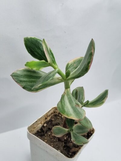 Crassula ovata Tricolor Super white - Зображення 2