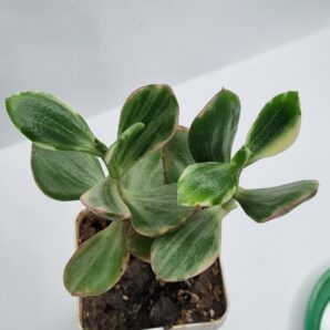 Crassula ovata Tricolor Super white