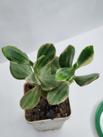 Crassula ovata Tricolor Super white