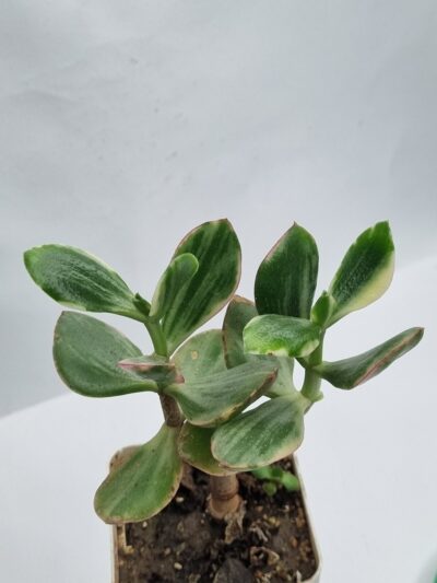 Crassula ovata Tricolor Super white - Зображення 2