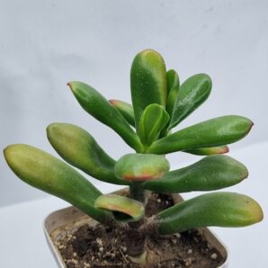 Crassula ovata Red Horn