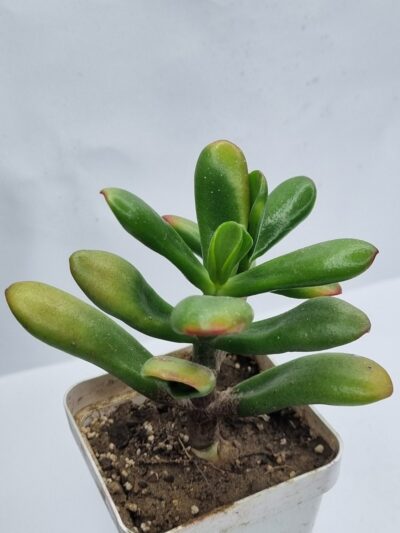 Crassula ovata Red Horn