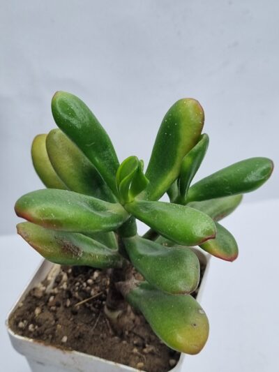 Crassula ovata Red Horn - Зображення 2