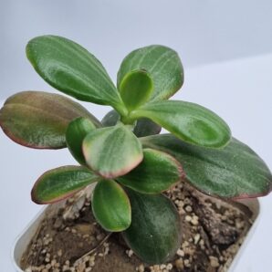 Crassula Hummel’s Ghost