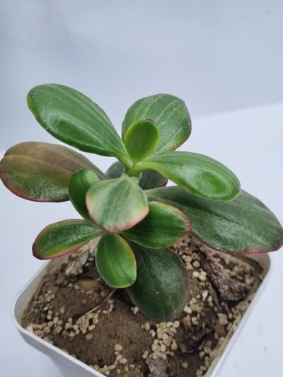 Crassula Hummel’s Ghost