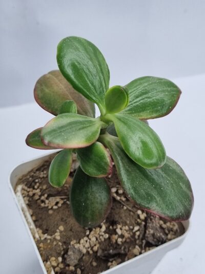 Crassula Hummel’s Ghost - Зображення 2