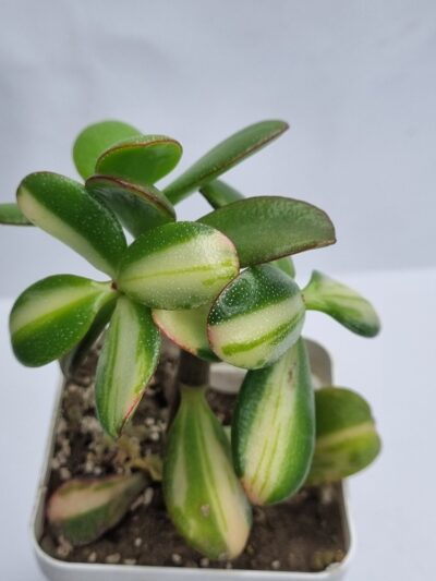Crassula ovata Return of Beauty - Зображення 3