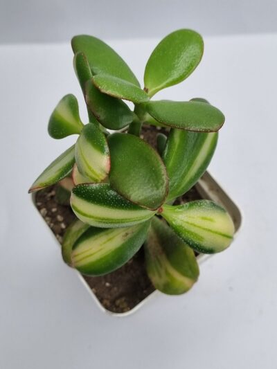Crassula ovata Return of Beauty - Зображення 2