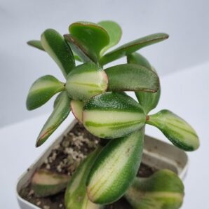 Crassula ovata Return of Beauty