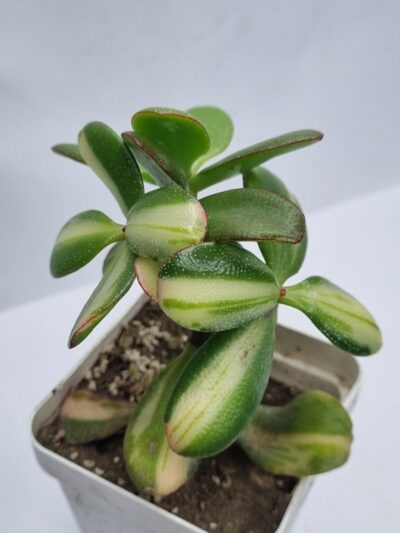 Crassula ovata Return of Beauty