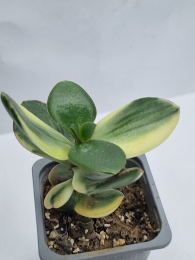 Crassula ovata Maruba nishiki var - Зображення 2