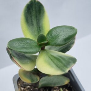 Crassula ovata Maruba nishiki var