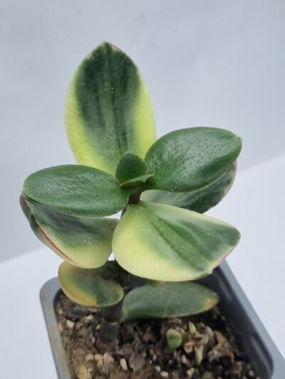 Crassula ovata Maruba nishiki var