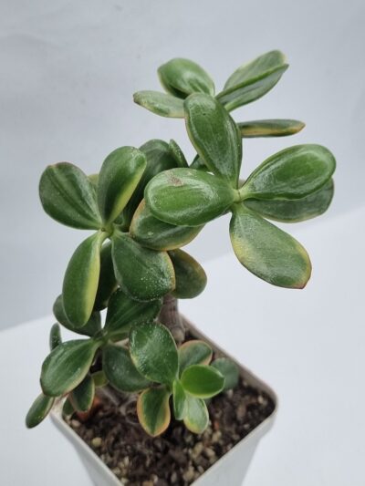 Crassula Hummel’s Ghost - Зображення 2