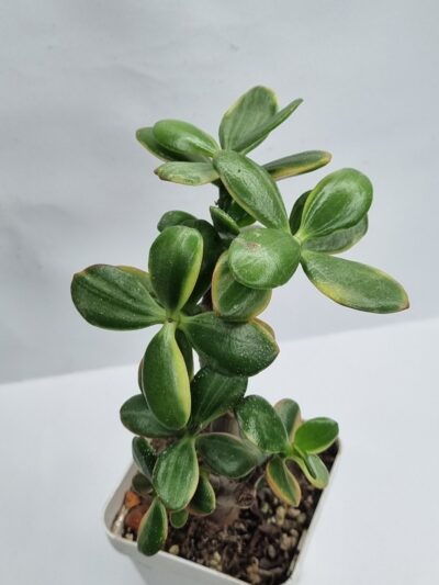 Crassula Hummel’s Ghost