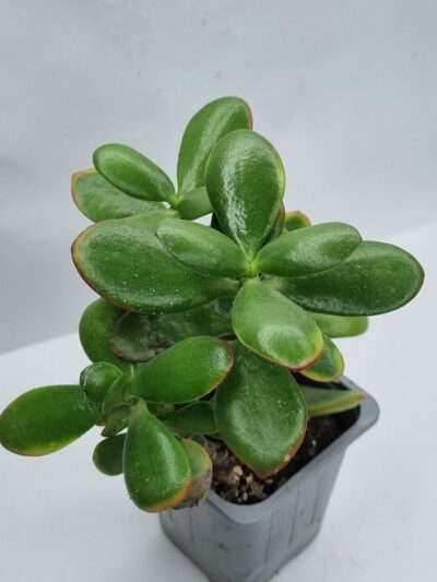 Crassula ovata Hummel's Sunset - Зображення 2