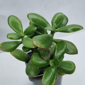 Crassula ovata Hummel's Sunset