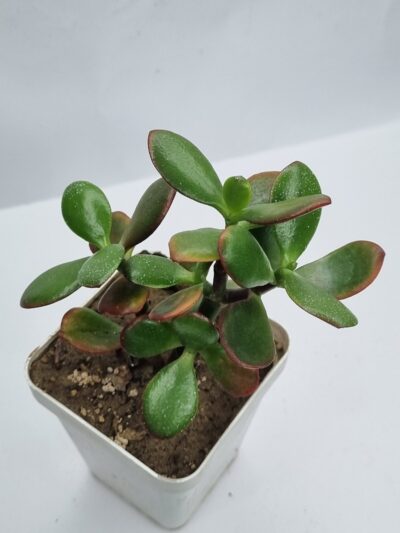 Crassula ovata Sunset - Зображення 2