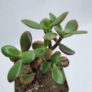 Crassula ovata Sunset