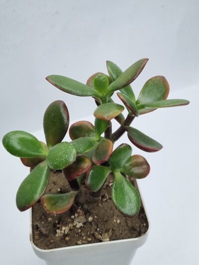 Crassula ovata Sunset