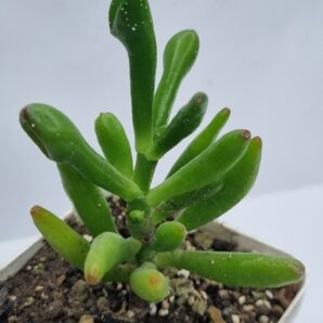 Crassula ovata Coral