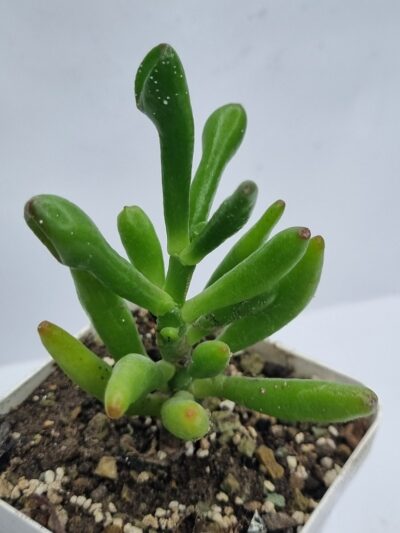 Crassula ovata Coral