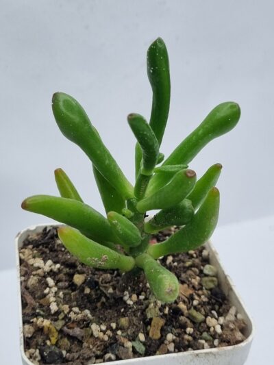 Crassula ovata Coral - Зображення 2