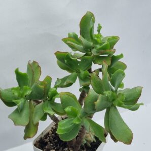 Crassula ovata Blue Waves