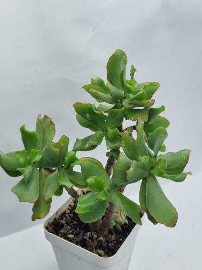Crassula ovata Blue Waves