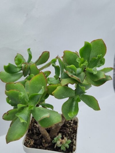Crassula ovata Blue Waves - Зображення 2
