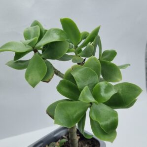 Crassula ovata Blue Waves
